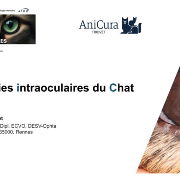 Les tumeurs intraoculaires chez le chat – Dr Alexandre GUYONNET