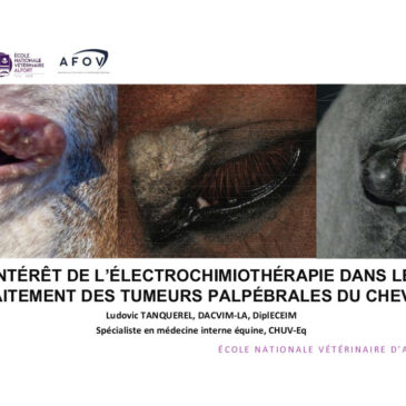 Intérêt de l’électrochimiothérapie dans la prise en charge des tumeurs palpébrales du cheval – Dr Ludovic TANQUEREL