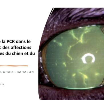 Intérêt de la PCR dans le diagnostic des affections cornéennes du chien et du chat – Dr Corinne BOUCRAULT-BARALON