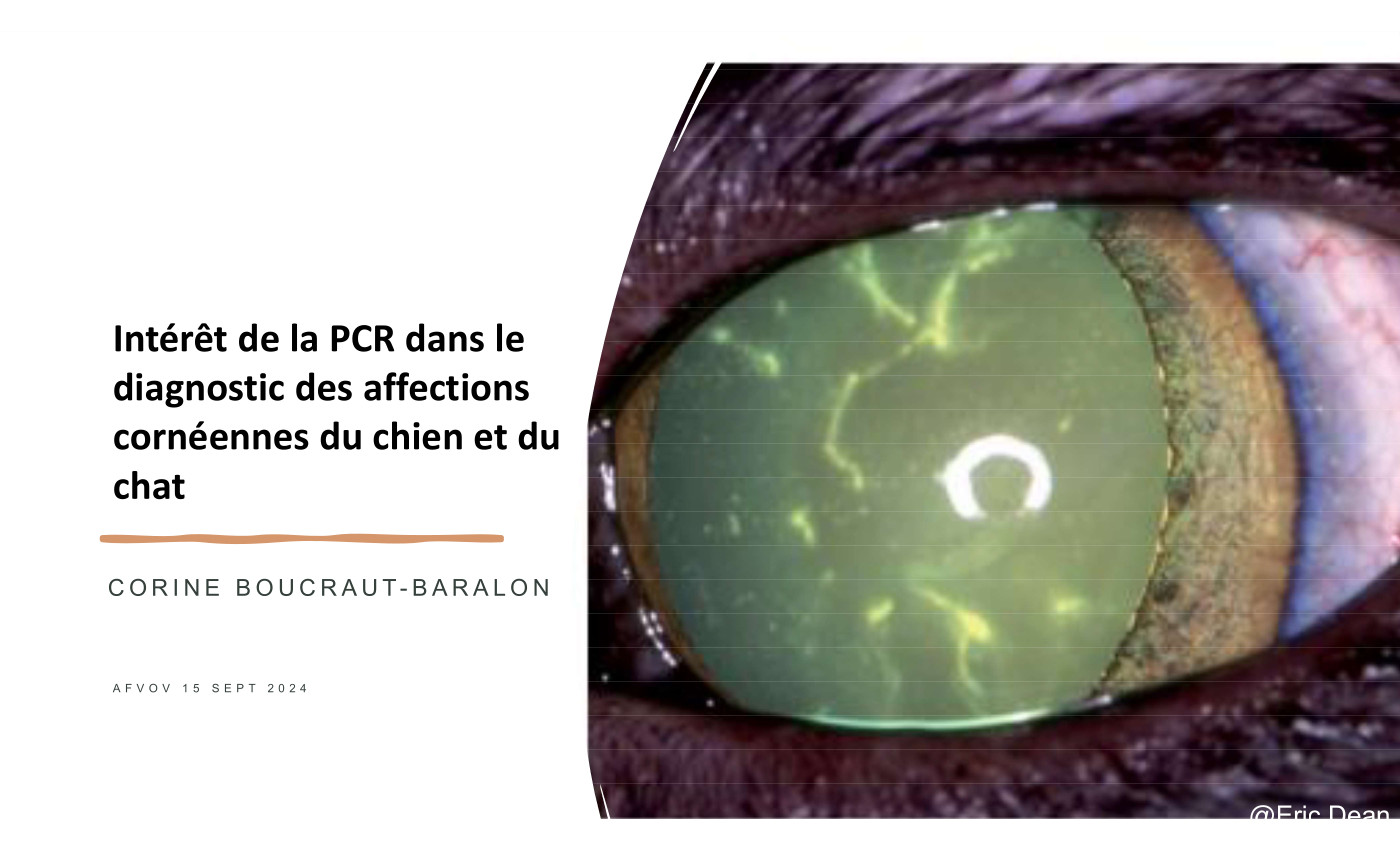 Intérêt de la PCR dans le diagnostic des affections cornéennes du chien et du chat – Dr Corinne BOUCRAULT-BARALON